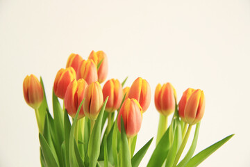 fresh multicoloured yellow and orange tulips