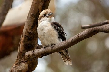 Kookaburra