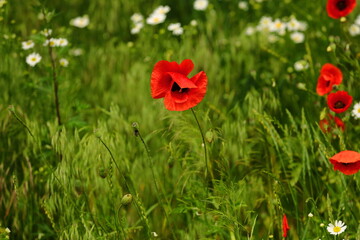 Red poppies blooming in urban green areas