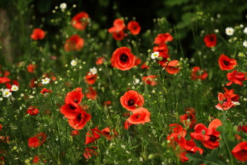 Red poppies blooming in urban green areas