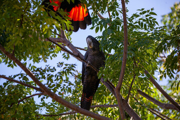 Red Tailed Black Cockatoo