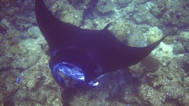 underwater seascape of scat waving fins and swim near coral reef. Maldives