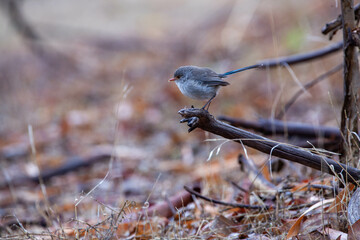 Splendid Blue Wren Fairy Wrens