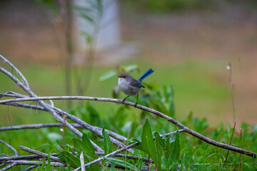 Splendid Blue Wren Fairy Wrens
