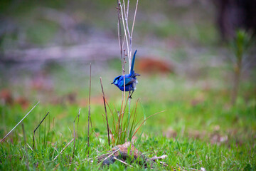 Splendid Blue Wren Fairy Wrens