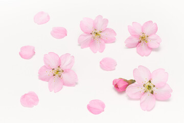 Naklejka na ściany i meble Cherry Blossoms Spring image