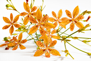 Flor Leopardo - Flores laranja