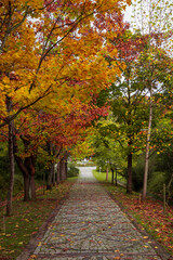 red, orange and yellow autumn leaves. autumn landscape in the forest