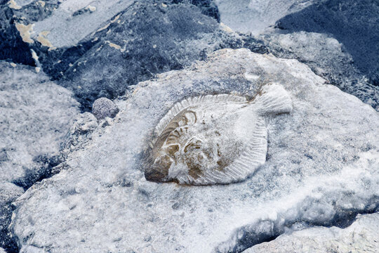 Beautiful fish figure created on stone mole