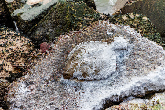 Beautiful fish figure created on stone mole