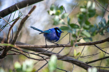 Splendid Blue Wren Fairy Wrens