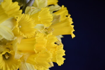 yellow daffodil flower