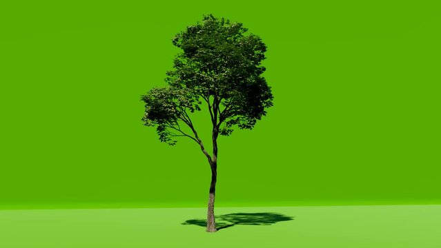 Big tree on green screen background. Chromakey. Alfa, studio. Tree isolated with luma mask. Vfx element. 4K Video.