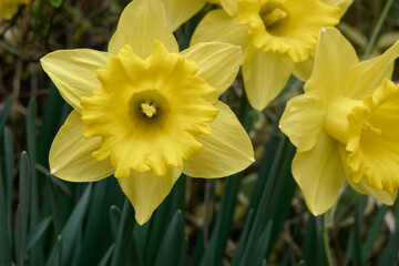 Belle fleur jaune de jonquille