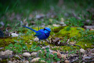 Splendid Blue Wren Fairy Wrens