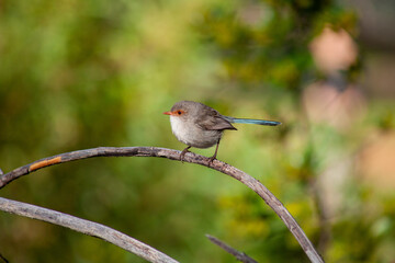 Splendid Blue Wren Fairy Wrens