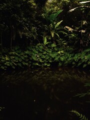 subtropical vegetation