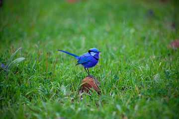 Splendid Blue Wren Fairy Wrens