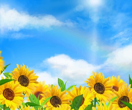 太陽の光が差し込む雲のある青空にかすかな虹と美しいひまわり畑の初夏フレーム背景素材
