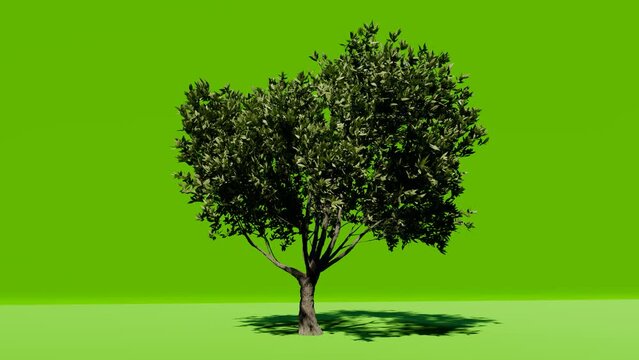 Big tree on green screen background. Chromakey. Alfa, studio. Tree isolated with luma mask. Vfx element. 4K Video.