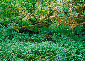 Rain Forest, Washington