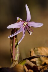 Erythronium dens-canis