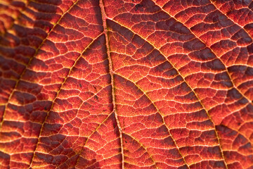Close up of a red autumn leaf showing detail in the veins