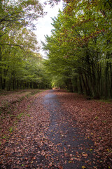 forest asphalt road with autumn colored leaves. 