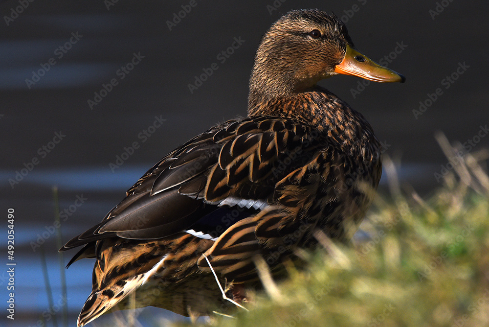 Poster Enten am Wasser