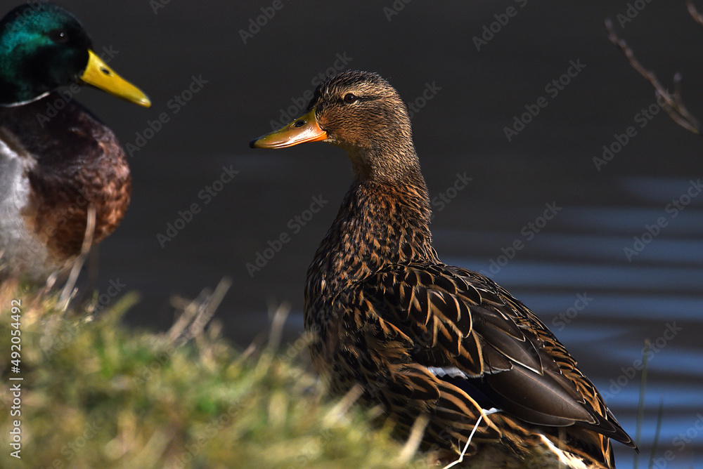 Poster Enten am Wasser