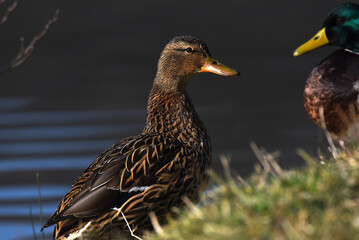 Ente am Wasser