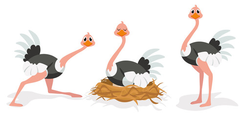 Vector illustration cute and beautiful ostrich on white background. Charming character in different poses with runs, sits on eggs and stands in cartoon style.