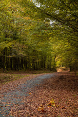 Fototapeta na wymiar forest asphalt road with autumn colored leaves. 