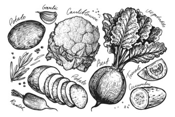 Fresh vegetables set sketch. Farm organic food hand drawn vector illustration