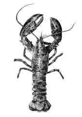 Lobster Illustration