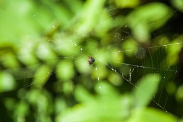 Little spider in the center of the web on a green background.