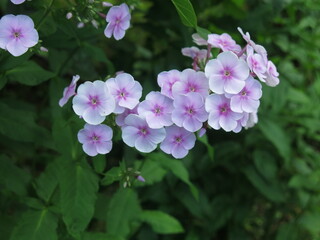 purple-pink phlox close-up blooming in the garden