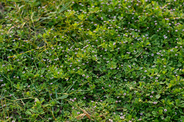 green grass background