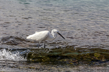 White great heron (Great egret) hunt fish in the sea on a sunny day