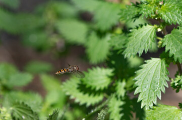 Episyrphus balteatus - Marmalade Hoverfly - Syrphe ceintur&eacute;