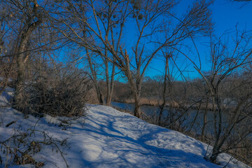 trees in the snow