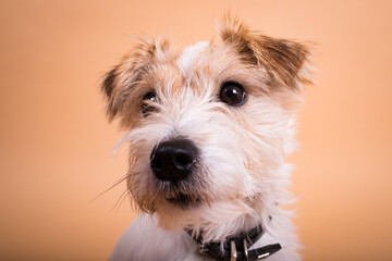 Parson Russell Terrier im Fotostudio