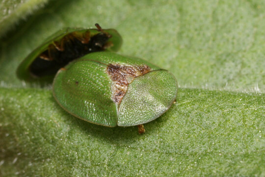 Cassida rubiginosa is commonly known as the Thistle tortoise beetle 