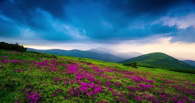 Clouds and lightning quickly sweep over the thunderous mountain valley of rhododendrons in the Carpathians. Timelapse  accelerated filming of natural processes. lightning, thunderstorm in the mountain