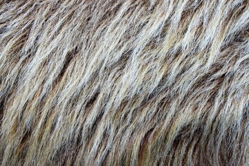 close up blonde mane of horse