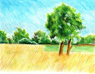Schilderijen op glas Watercolor pensils' landscape of a yellow field and trees in a bright day © Yana