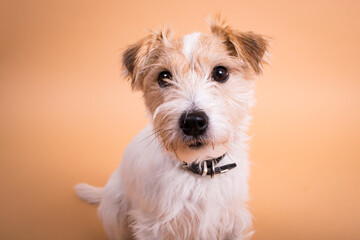 Parson Russell Terrier im Fotostudio