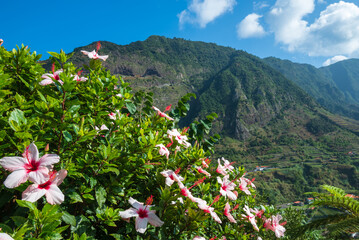 Beautiful flowers in Sao Vincente Madeira.