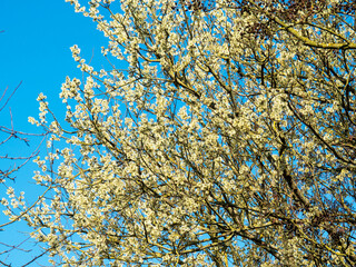 Willow tree covered in spring flowers against a blue sky