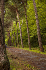 forest road with colorful trees. Autumn colored leaves. Yellow, green and red autumn leaf